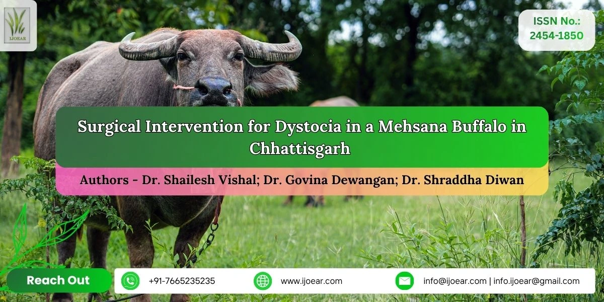 Surgical Intervention for Dystocia in a Mehsana Buffalo in Chhattisgarh