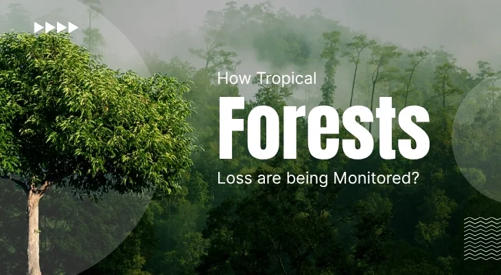 How Tropical Forest Loss are being Monitored? What are Some Factors Involved?